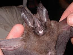 Técnicos capturam morcegos em ação preventiva contra a raiva