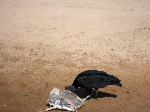 peixesmaiocemiterio10urubu