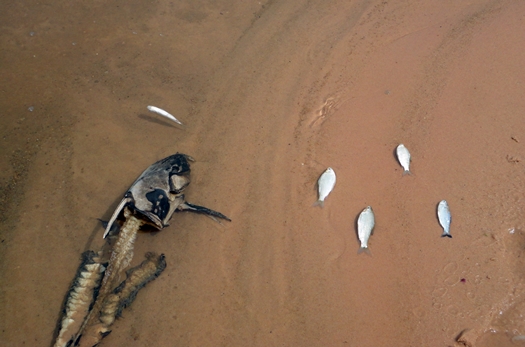 peixesmaiocemiterio2