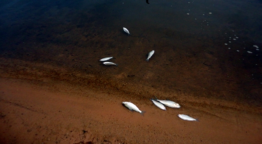 peixesmaiocemiterio3