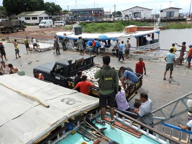 O Ibama apreendeu 35 toneladas de peixes no período do defeso na Bacia do Amazonas, em Santarém