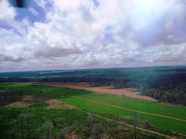 Área embargada no Pará durante a operação de combate ao cultivo em áreas irregulares (Foto: Divulgação/Ibama)