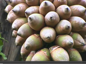 Babaçu transforma vida da população do Bico do Papagaio