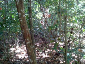 As ossadas de macacos foram encontradas na zona rural de Almas e Taguatinga