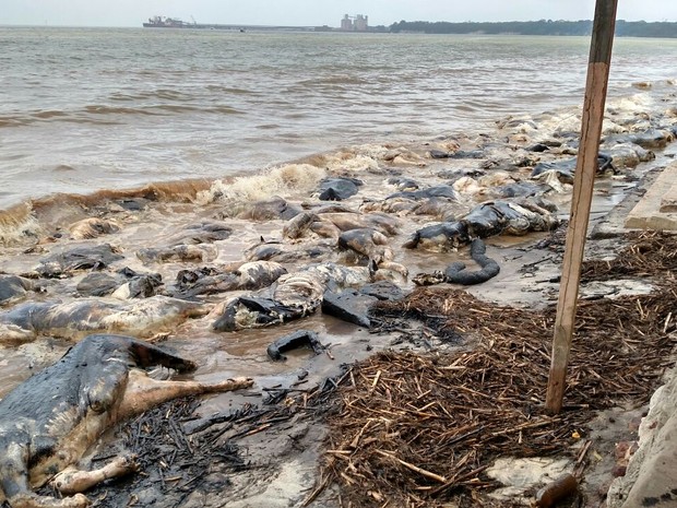 Animais mortos em naufrágio no porto de Barcarena acumularam-se nas praias do município, contaminando o rio e afetando o cotidiano das comunidades locais