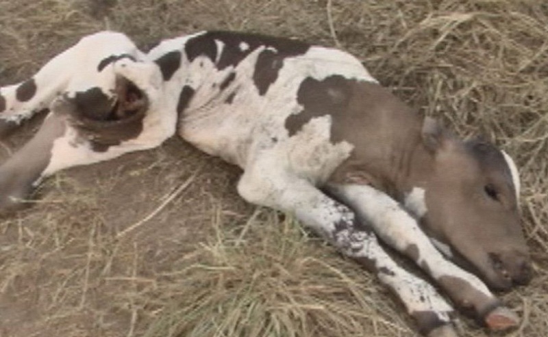 destaque-352559-gado-morto-1222