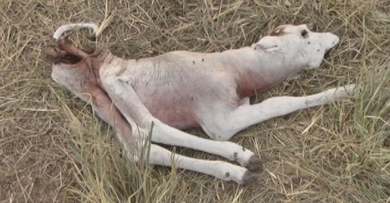 gado-morto-3222-06-12-2015-17-06-21