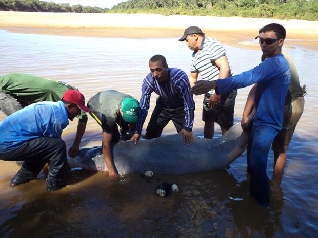 parceria_entre_naturatins_e_fazendeiros_salva_boto_em_lagoa_da_confusao_foto_evandro_rodrigues-gov_tocantins_2