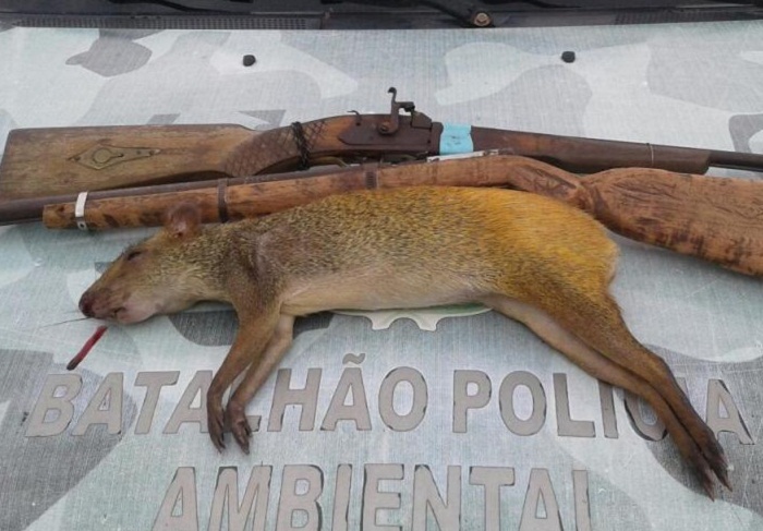 armas-e-animal-abatido-1