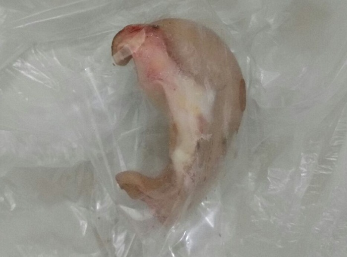 Orelha da vítima decepada